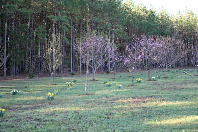 peach trees in bloom orchard 2016
