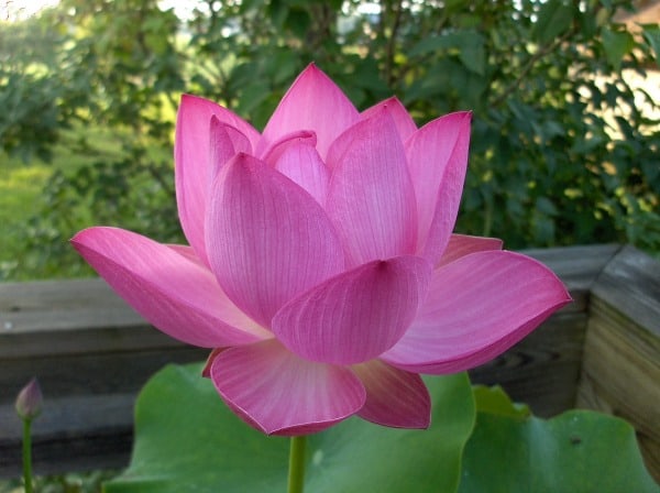 water lotus_Liz Dunn