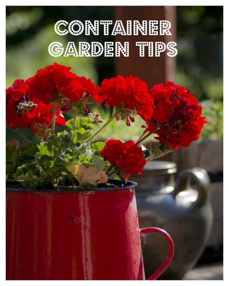 container garden tips