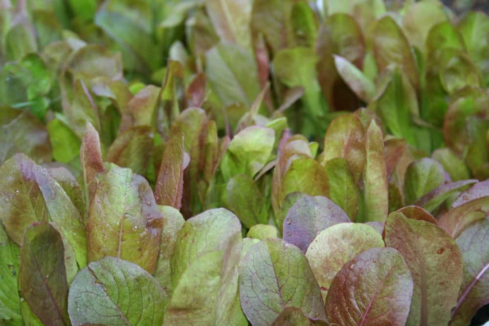 heirloom lettuce