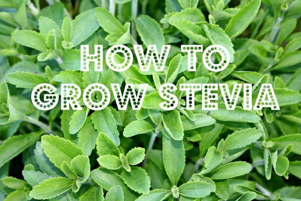 stevia plant care