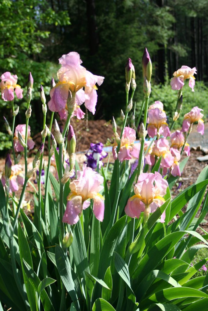 iris collection