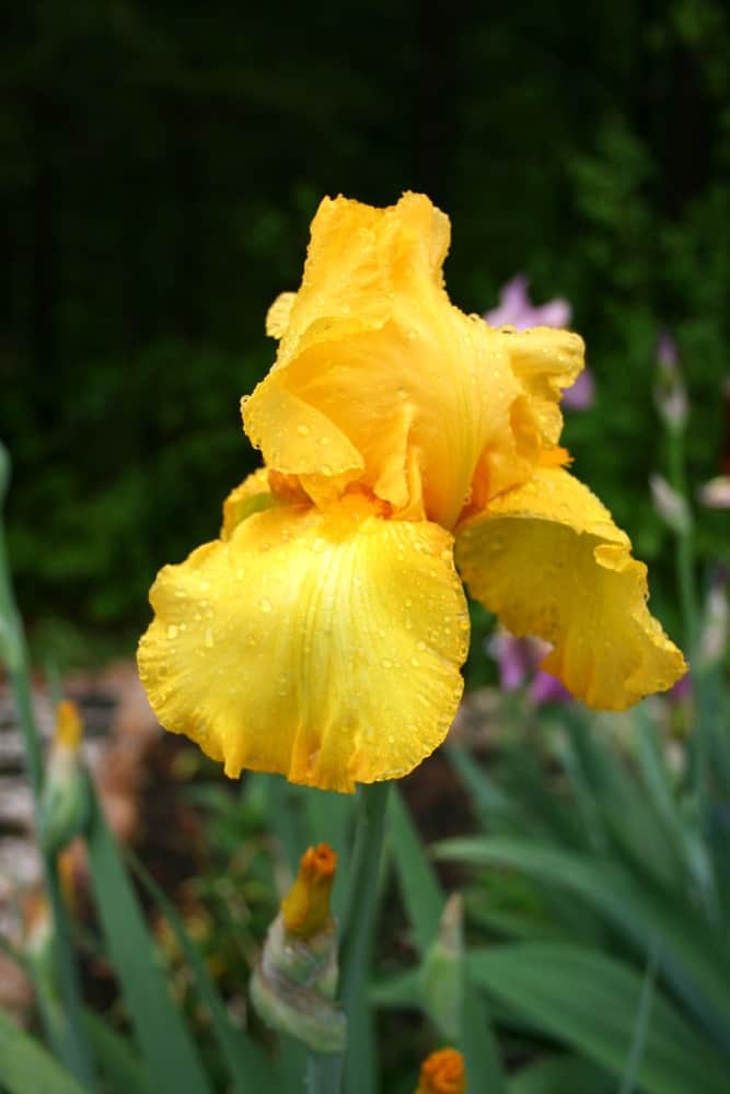 lemon yellow iris May 2016
