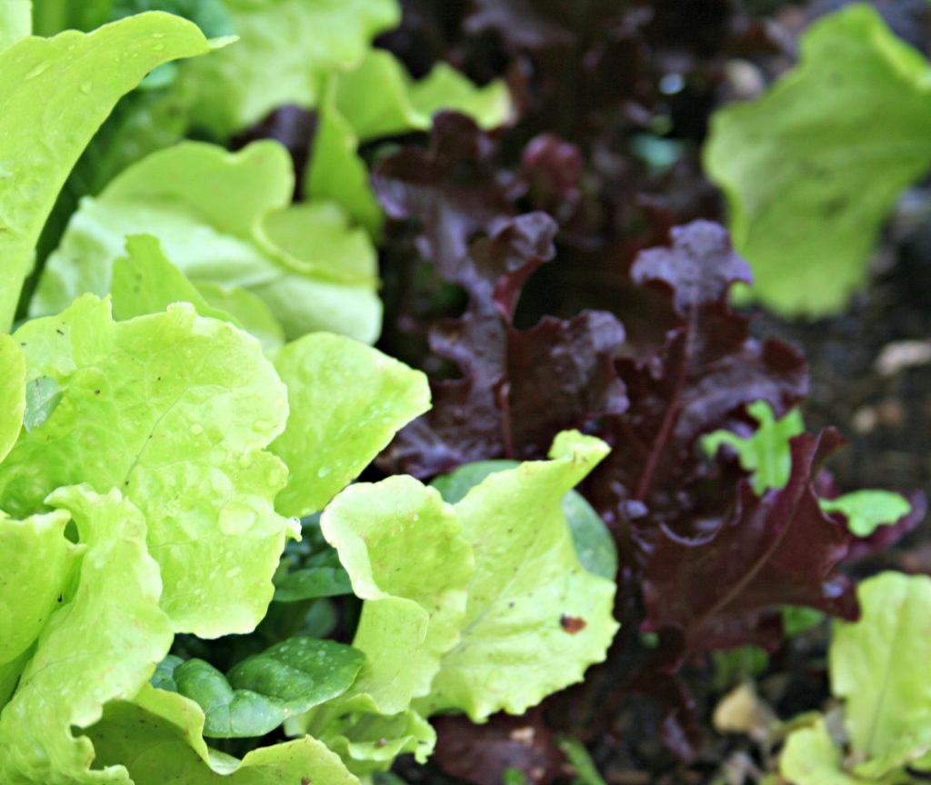lettuce red and green