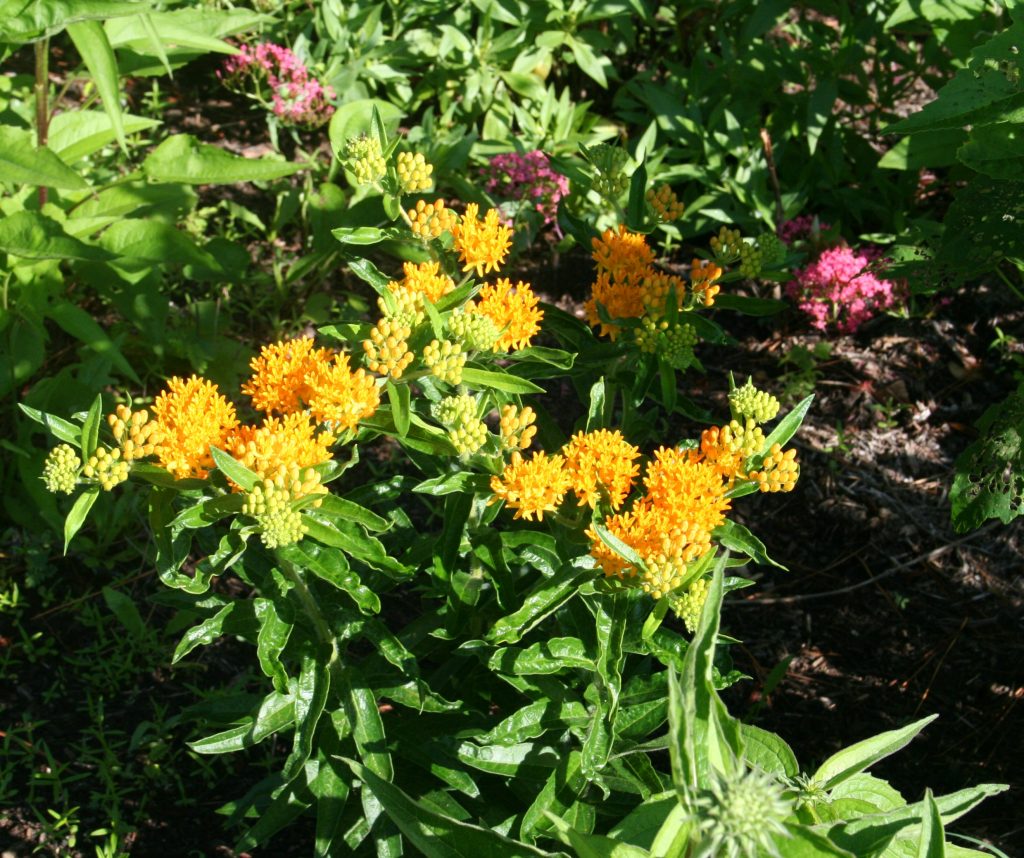 butterfly weed