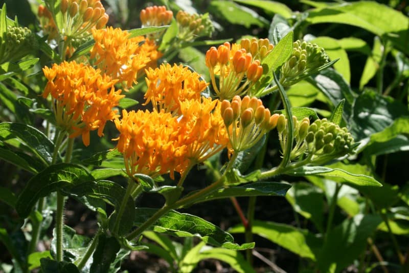 butterfly weed 2