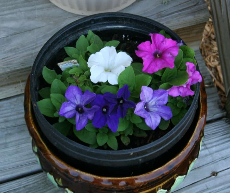 Petunias in Pots - How to Grow Petunias in Containers