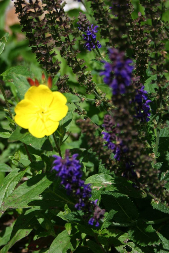 yellow primrose and salvia