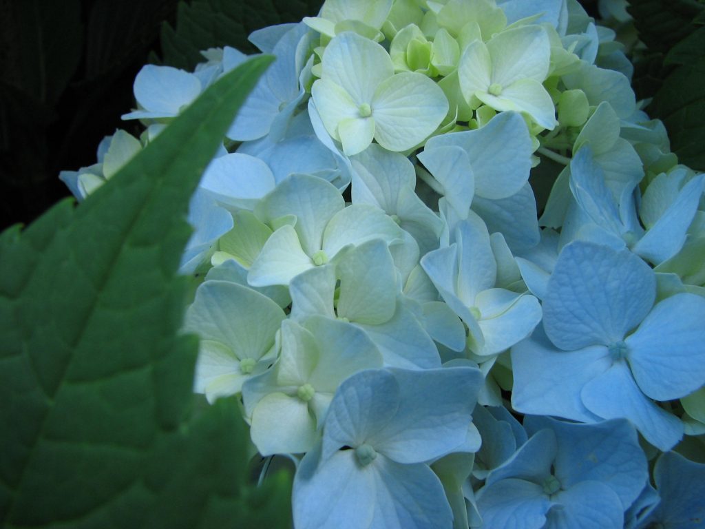 hydrangeablue