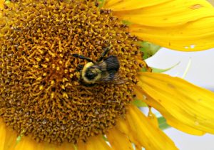 sunflower bee pollination