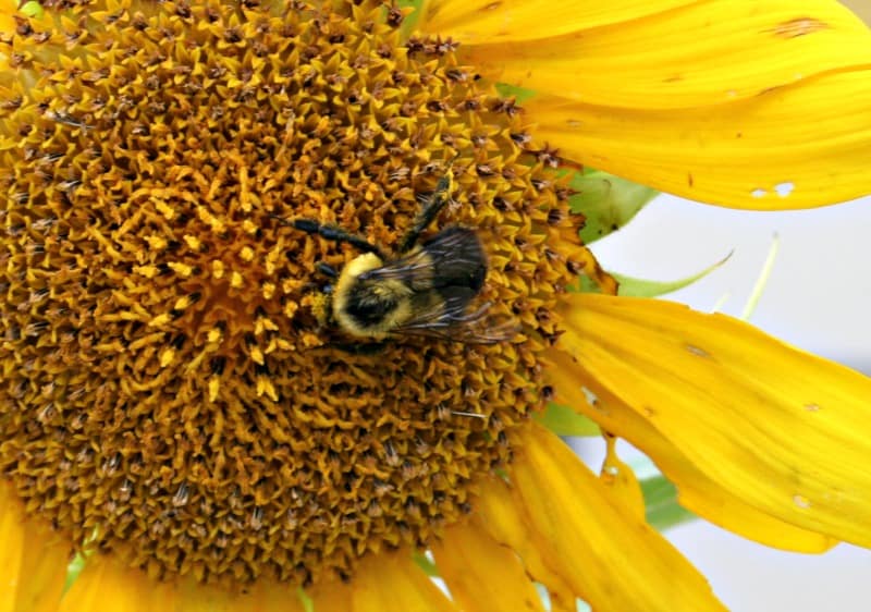sunflower bee pollination
