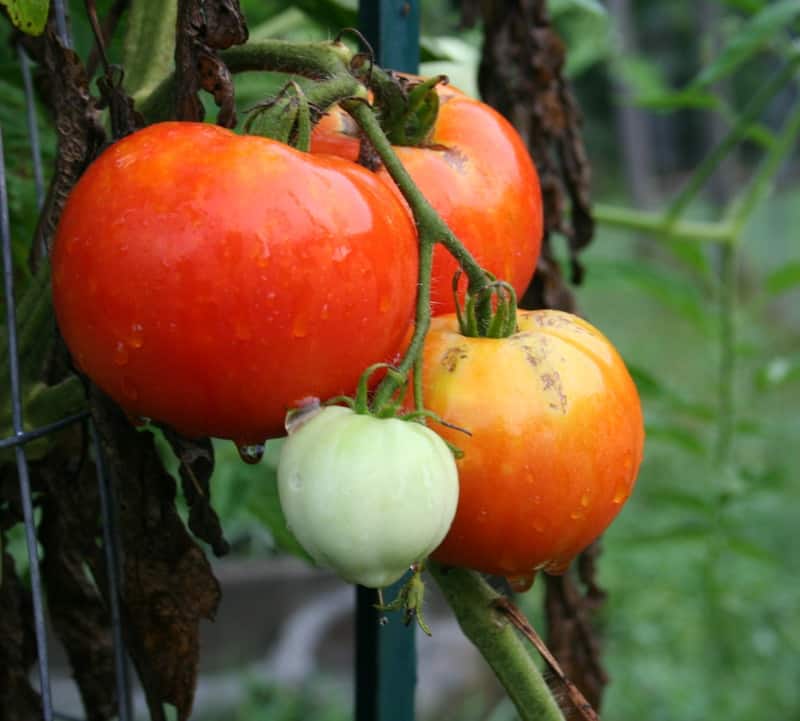tomatoes in the rain