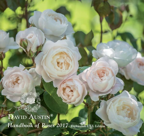 David Austin Roses - Bare root roses, Container roses, English Roses