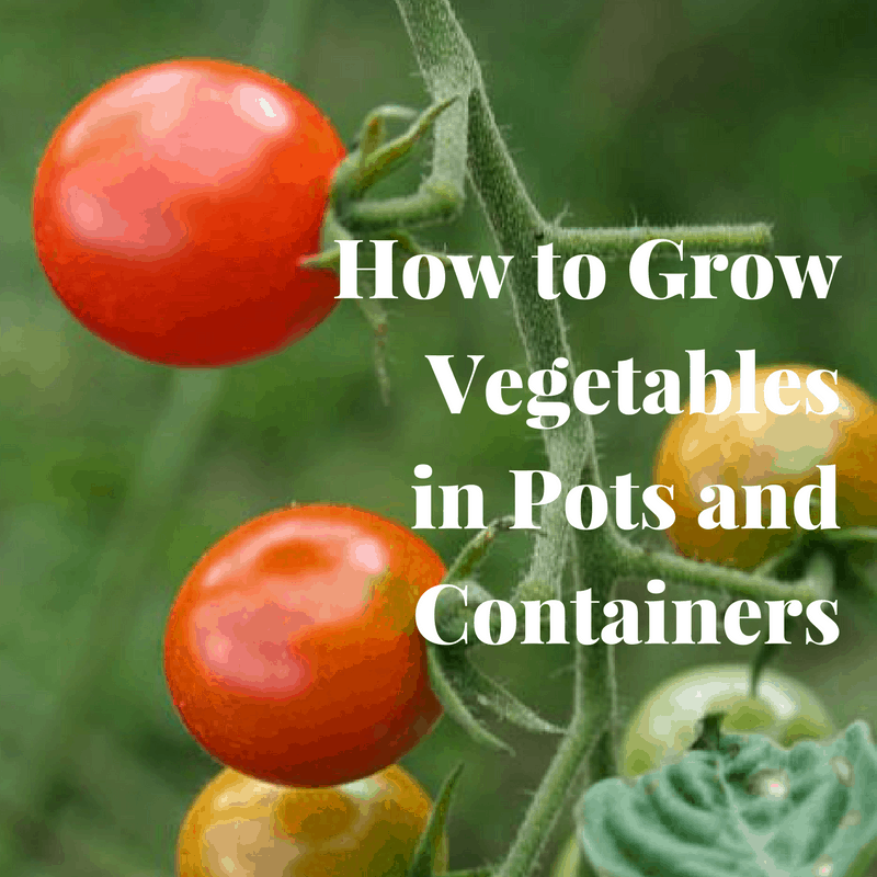 how to grow vegetables in containers