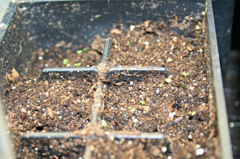 seed starting