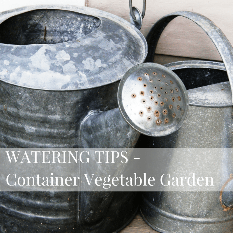 watering tips for a container vegetable garden