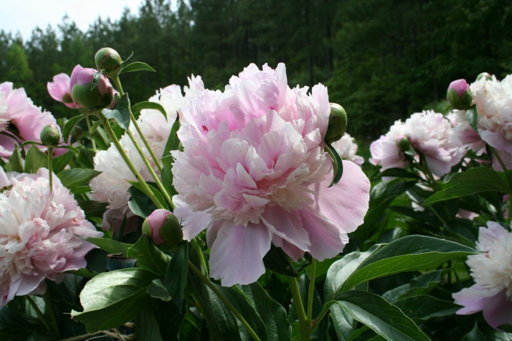 peonies