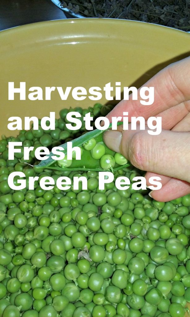 green peas