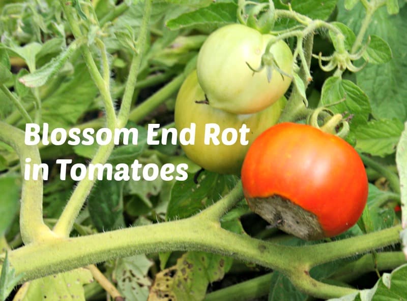 blossom end rot in tomatoes