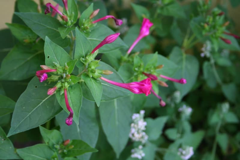 Gorgeous Drought-Tolerant Plants: Four O'Clocks