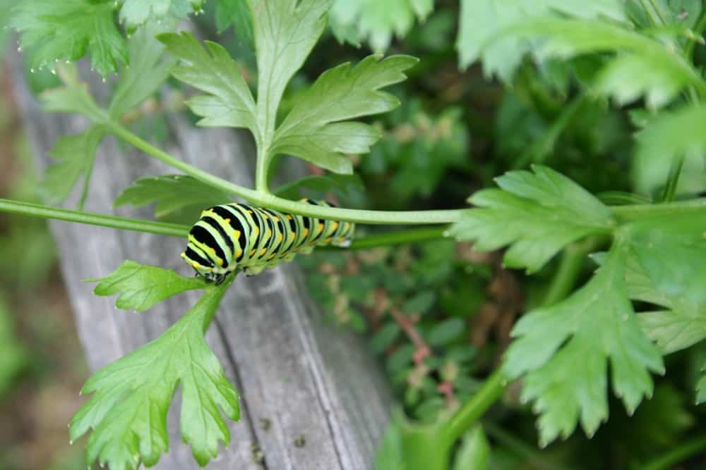 caterpillar on parsley