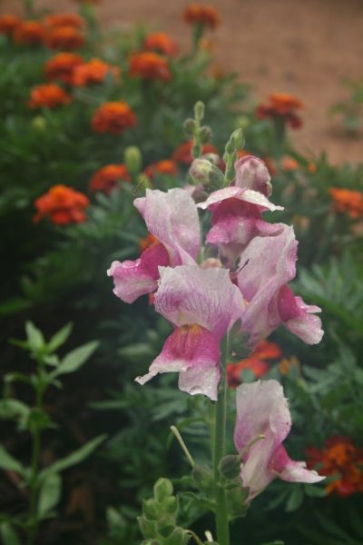 snapdragon pictures