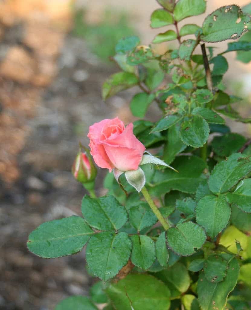 Keeping rabbits out of the garden - Home Garden Joy