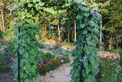 garden archway covered in morning glories