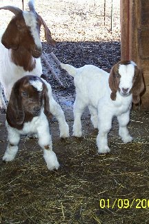 Patty's goats