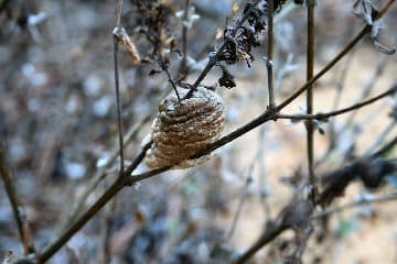 praying mantis egg case on winter twigs