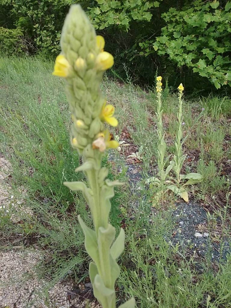 mullein picture