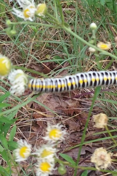 caterpillar on wildflowers