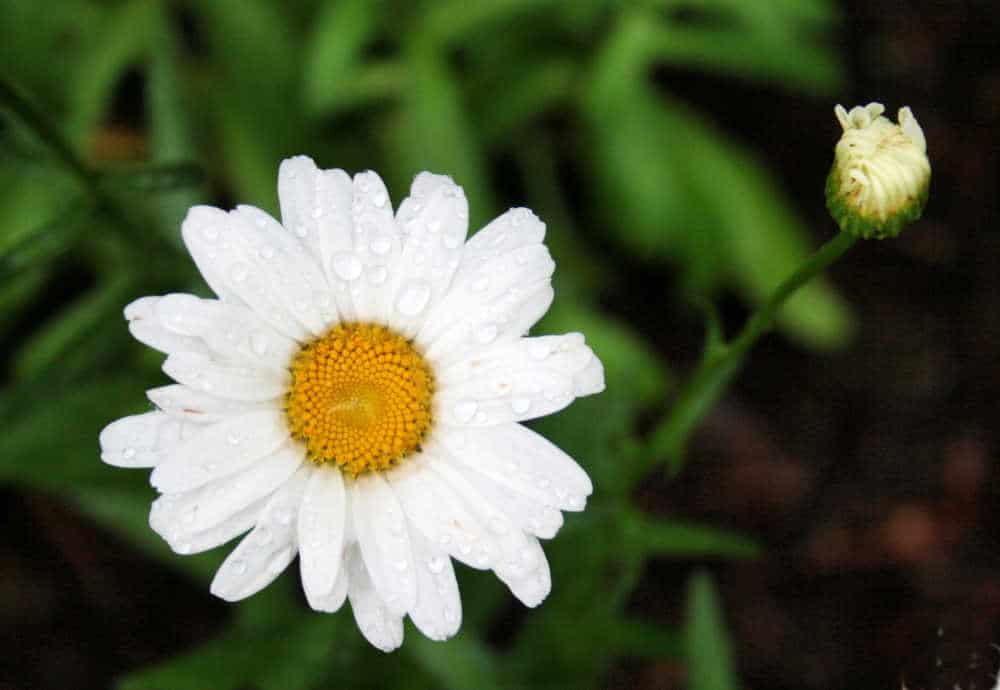 picture of a daisy