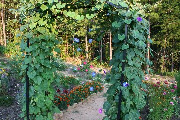trellis covered with morning glories