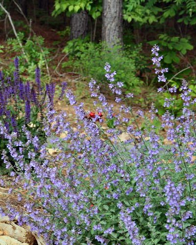 catmint flowers