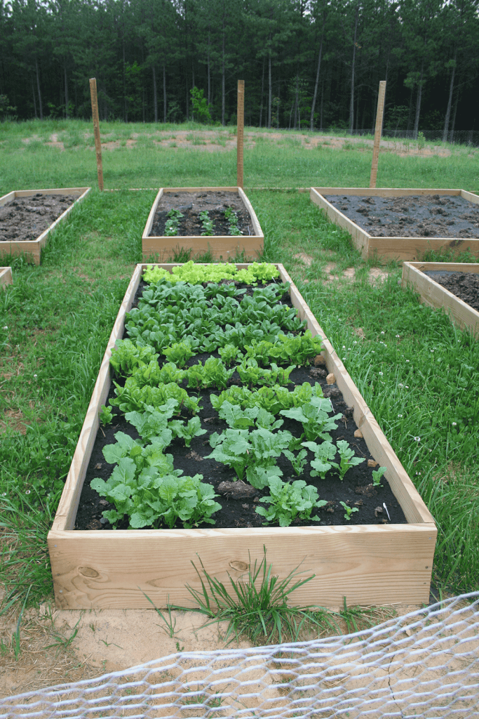 raised bed vegetable garden