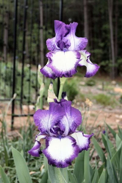 grape scented iris