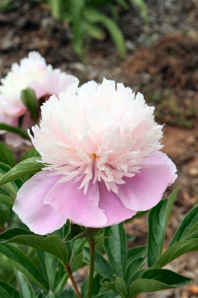 peony