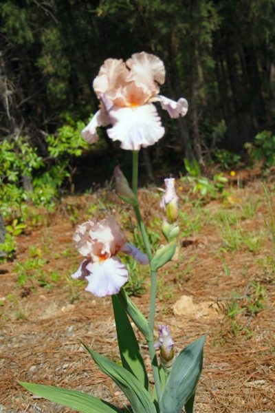 iris Cherub's Smile