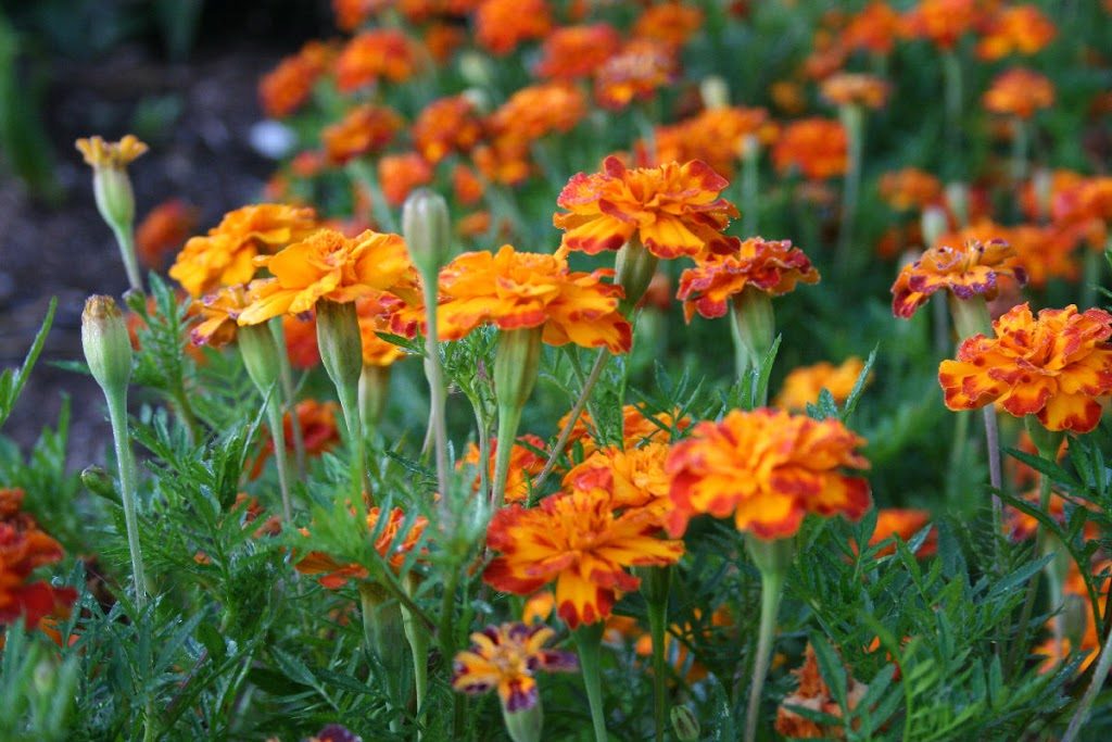 picture of marigolds