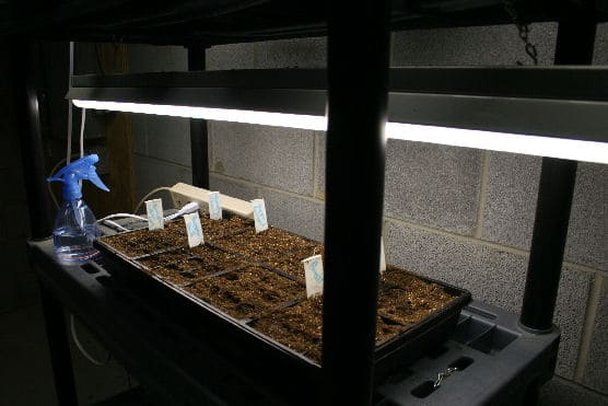 lights for seed starting