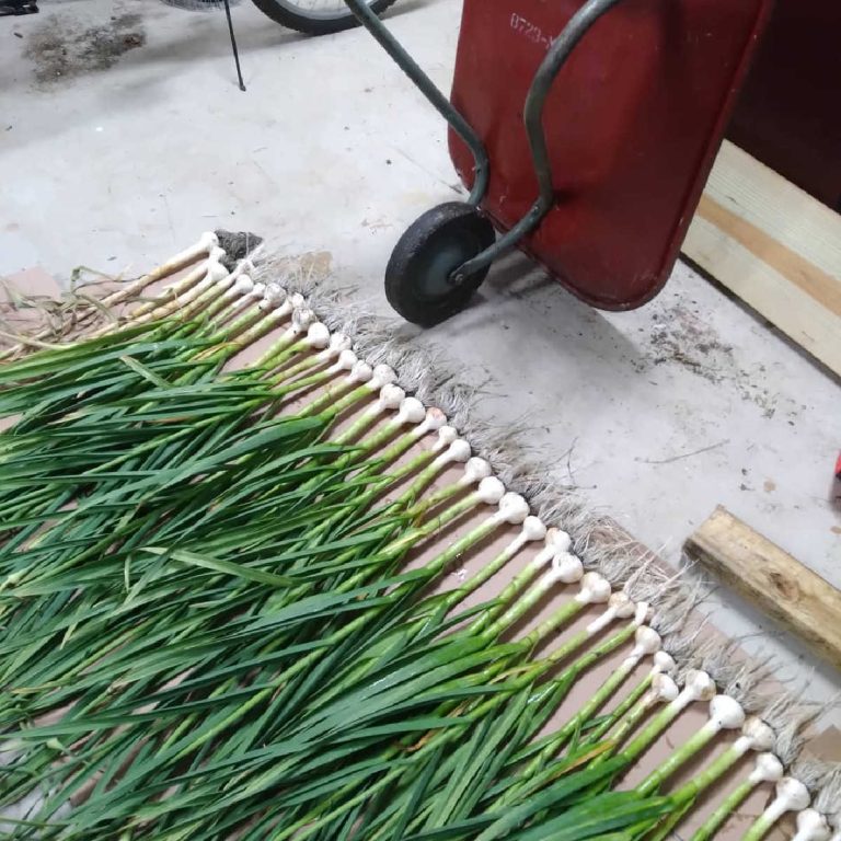 garlic drying on the garage floor