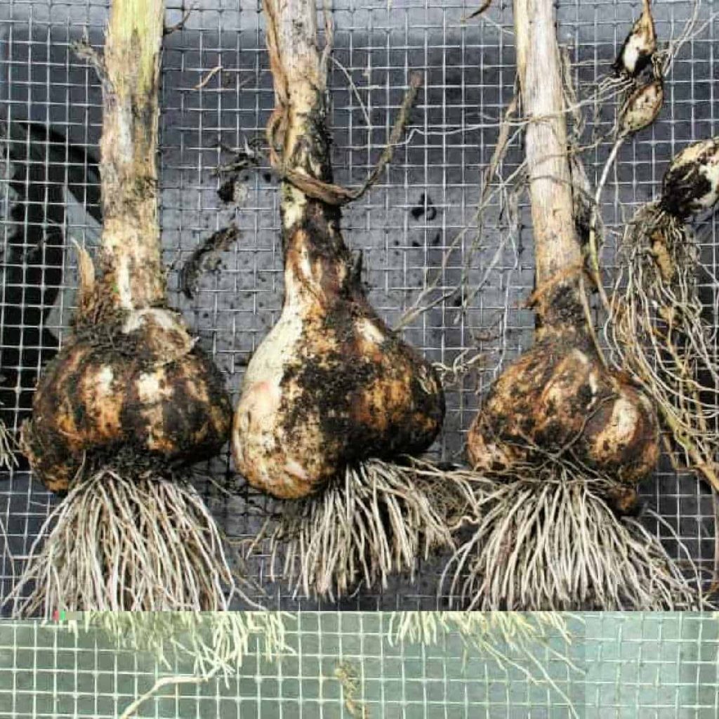 freshly harvested garlic drying on a screen