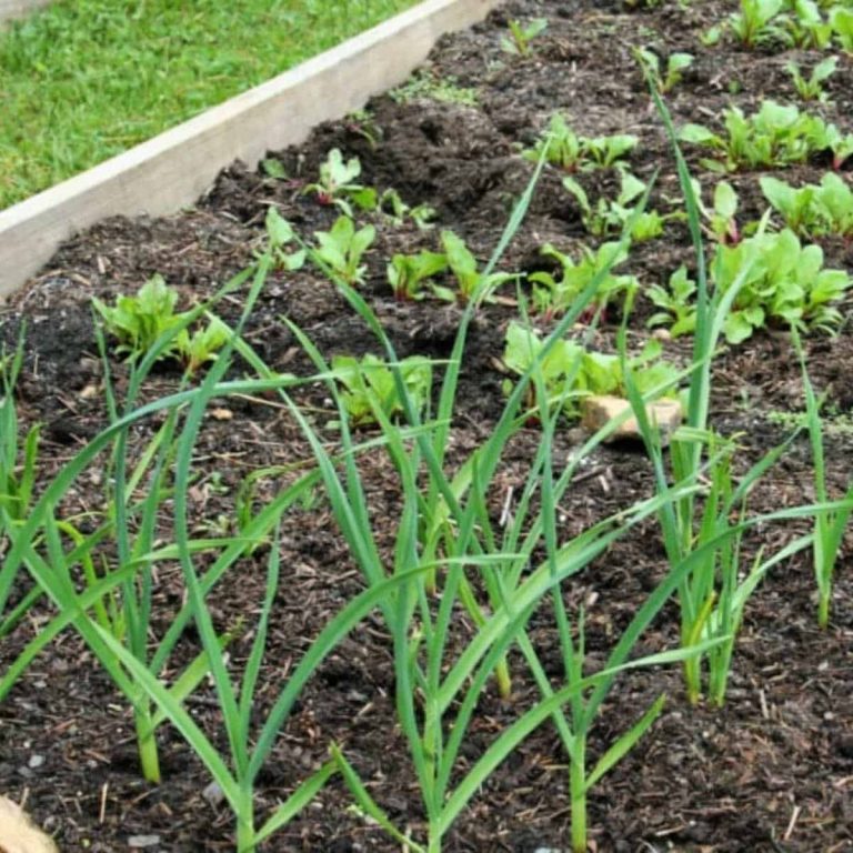 garlic growing alongside beets
