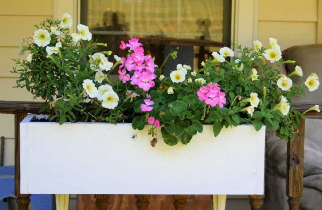 picture of pink and yellow flowers in a window box