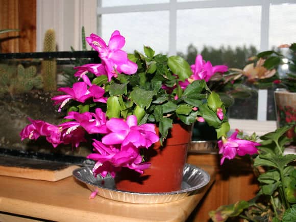 photo of a Christmas cactus in bloom