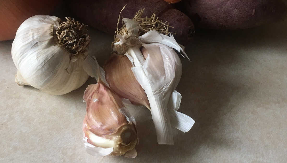 a picture of home grown garlic