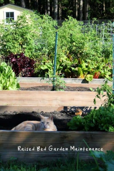 picture of a cat in a raised garden bed