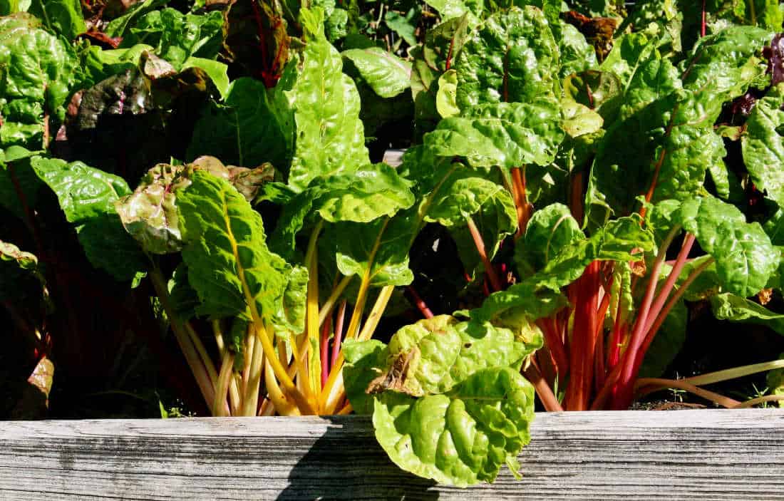 picture of chard in a raised bed