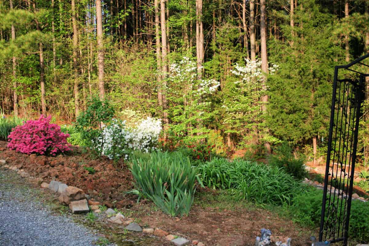 azaleas in a garden along a driveway